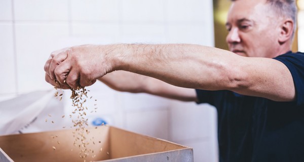 Das-Schroten-der-Mahlprozess-beim-Brauen